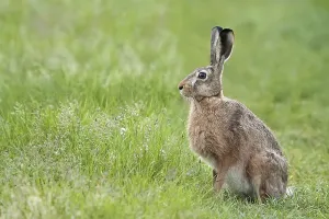 Direct Look Wildlife Photos Drucke: Hare in the wild, in a clearing