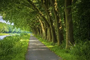 Northern Germany Landscape Drucke: A harmonious path flanked by tall trees with dense foliage