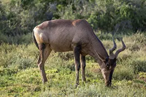 Antelope Species Drucke: Hartebeest (Alcelaphus buselaphus)
