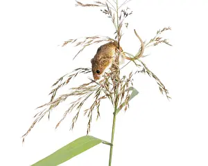 Erntehäschen, Micromys minutus