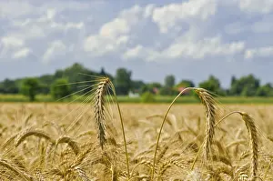 Agricultural Crop Cultivation Drucke: Harvest time