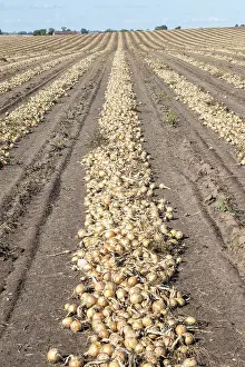 Scandinavian Farmland Drucke: Harvested yellow onions in rows for drying in the field on Loderup