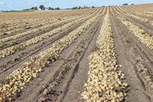 Northern Europe Countryside Drucke: Harvested yellow onions in rows for drying in the field on Loderup