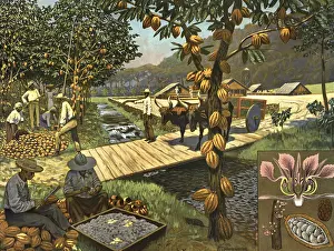 Historical Farming Practices Drucke: Harvesting and processing of cockao