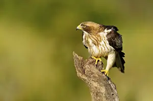 Deserted Tree Scene Drucke: A hawk in attack position on a tree trunk with green background