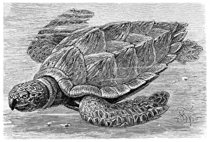 Gerahmter Druck : Schildkröte der Sperlingswal (Chelone imbricata) Gerahmter Druck : Schildkröte der Sperlingswal (Chelone imbricata)