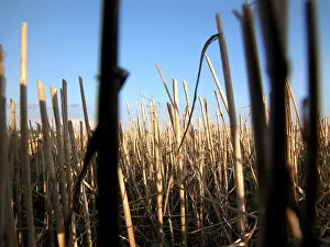 Farm Field Photography Drucke: Hay