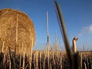 Blue Sky Agriculture Drucke: Hay