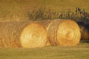 Autumn Landscape Drucke: Hay bales