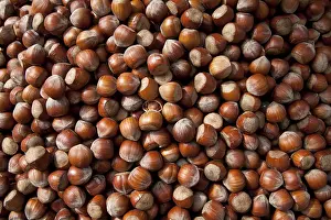 Close Up Hazelnuts Drucke: Hazel nuts, background
