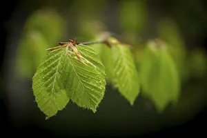 European Hazelnut Bush Drucke: Hazelnut leaf (Corylus avellana)