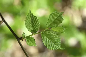 Hazelnut Leaves Drucke: Hazelnut leaves on a twig in spring