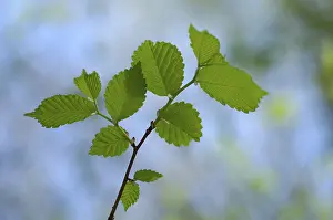 Hazelnut Leaves Drucke: Hazelnut leaves on a twig in spring