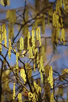 Germany No People Drucke: Hazelnut pollen, Germany