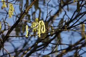 European Nature Photos Drucke: Hazelnut pollen, Germany