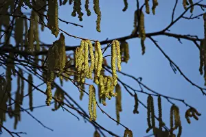 German Plants Drucke: Hazelnut pollen, Germany