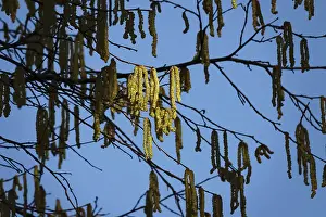 German Nature Drucke: Hazelnut pollen, Germany