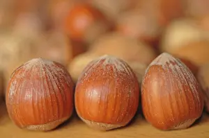 Close Up Hazelnuts Drucke: Hazelnuts