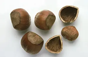 Hazelnut Nutrition Drucke: Hazelnuts
