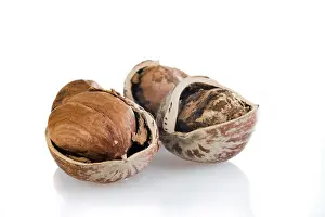 Studio Shot Of Nuts Drucke: Hazelnuts cracked, studio shot