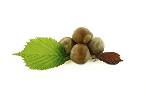 Bright White Background Photo Drucke: Hazelnuts and hazel leaves in a selective focus view isolated on white background