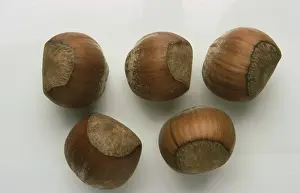 Single Colored Backgrounds Drucke: Hazelnuts, Hazelnuts