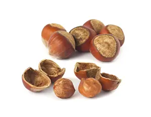 Light Colored Background Drucke: Hazelnuts isolated on white background