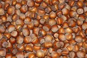 Symbolic Autumn Image Drucke: Hazelnuts, Romania