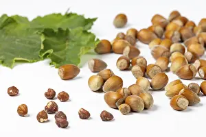 Hazelnut Bush Leaves Drucke: Hazelnuts in and without shell