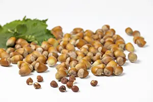 White Background Nuts Drucke: Hazelnuts in and without shell