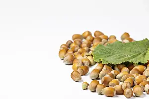 Copy Space Drucke: Hazelnuts in shell and hazelnut bush leaf