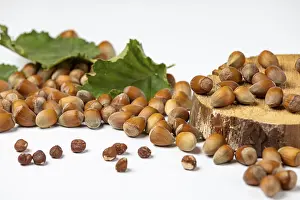 Studio Photography Of Nuts Drucke: Hazelnuts in and without shell and hazelnut bush leaves