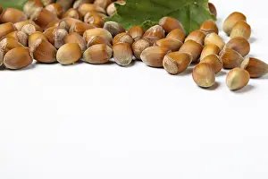 Nut Photography Drucke: Hazelnuts in shell and hazelnut bush leaves