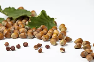 Studio Shot Nuts Drucke: Hazelnuts in and without shell and hazelnut bush leaves