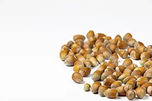Studio Photography Of Nuts Drucke: Hazelnuts in shell, white background, copy room
