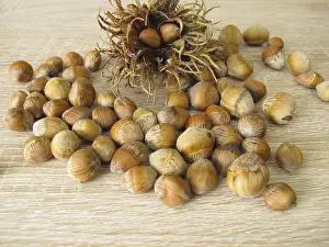 Turkish Hazel Drucke: Hazelnuts from the tree hazel in the nutshell and a fruit stand