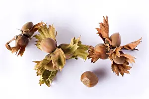 Hazelnut Leaves Drucke: Hazelnuts on a twig