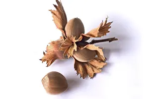 Hazelnut Leaves Drucke: Hazelnuts on a twig