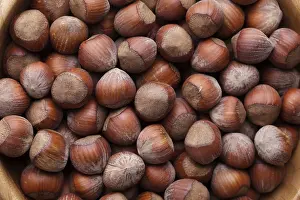 Deserted Winter Landscape Drucke: Whole hazelnuts in wooden shell
