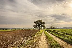 Abandoned Farm Field Photo Drucke: Hdr shoot of an old tree with fields and road