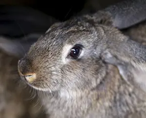 Natural Environment Portrait Drucke: Head of brown rabbit. Close up. Whole background