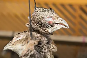 Landfowl Species Drucke: The head of a dead partridge