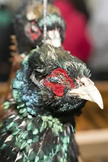 Deserted Landfowl Habitat Drucke: The head of a dead pheasant