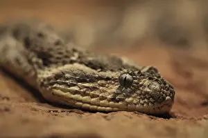 Captive Snake Photography Drucke: Head of puff adder (Bitis arietans), captive