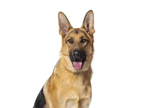 Pedigree Dog Breed Photography Drucke: Head shot of a German shepherd panting and looking at the camera