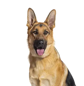 Pedigree Dog Portrait Photography Drucke: Head shot of a German shepherd panting and looking at the camera
