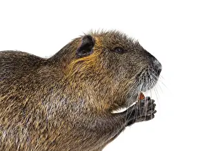 Mammal Studio Photography Drucke: Head shot Side view of a Nutria or Coypu