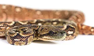 Constrictor Snakes Drucke: Head shot of Young Madagascar tree boa