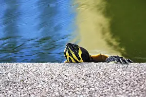 Drucke von Kopf eines Gelbbauch-Schildkröten (Trachemys scripta scripta) in einem Teich, Portugal See Drucke: Kopf eines Gelbbauch-Schildkröten (Trachemys scripta scripta) in einem Teich.