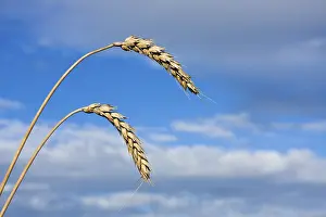 Daytime Plant Photography Drucke: Heads of grain